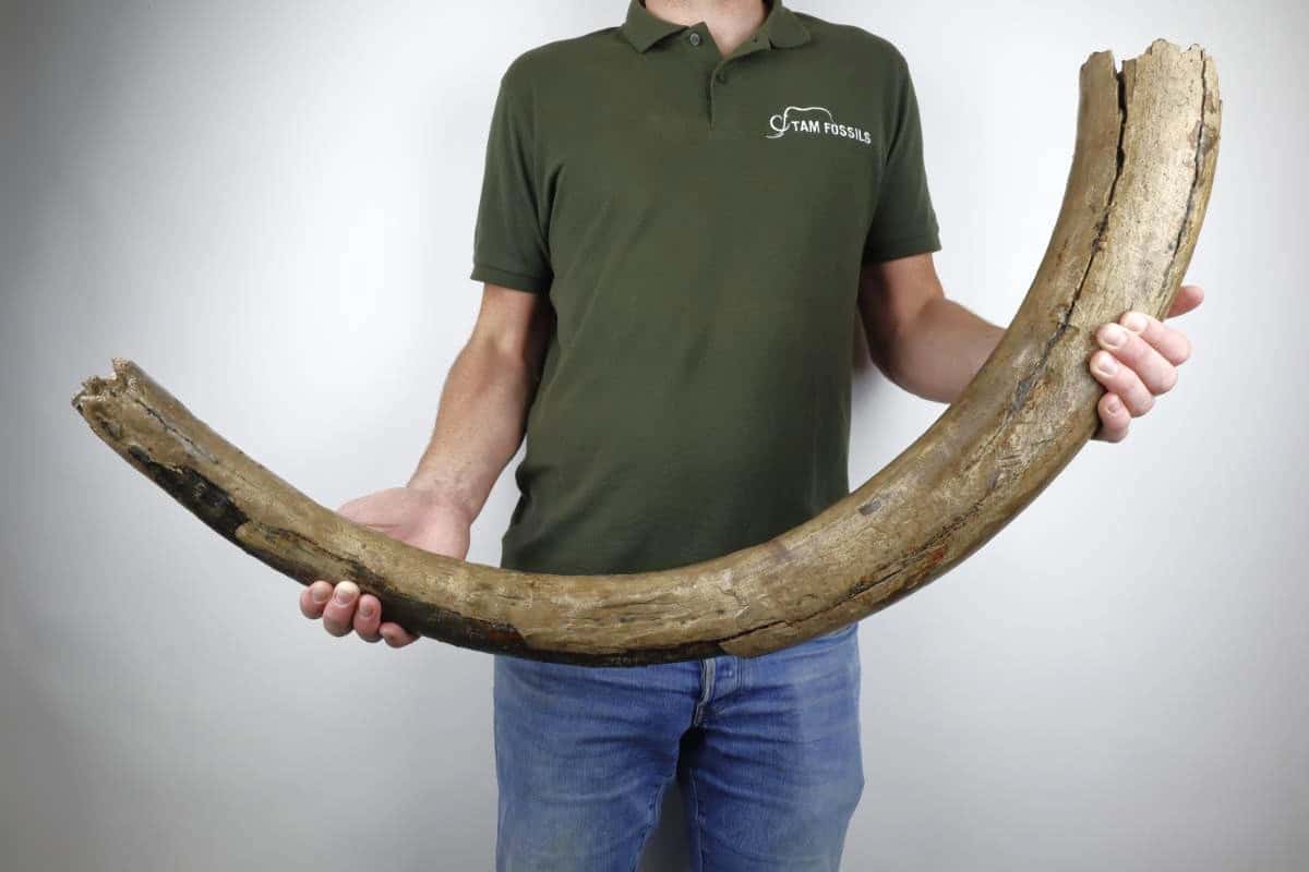 BIG-TUSKED MAMMOTH 英語 旧アジア レリーフ 48時間限定]遊戯王 英語 ビッグホーン•マンモス レリーフ 旧