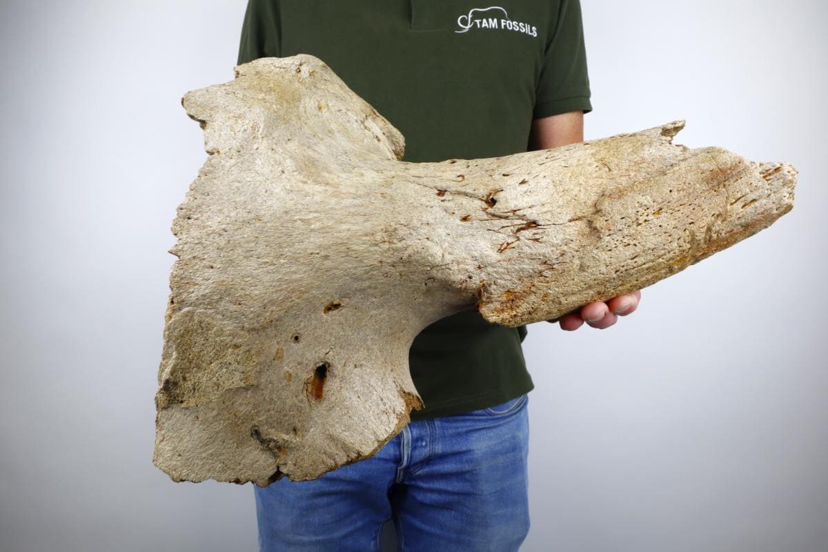 Partial Cranium of a (Bison priscus) (33 cm) - Image 2