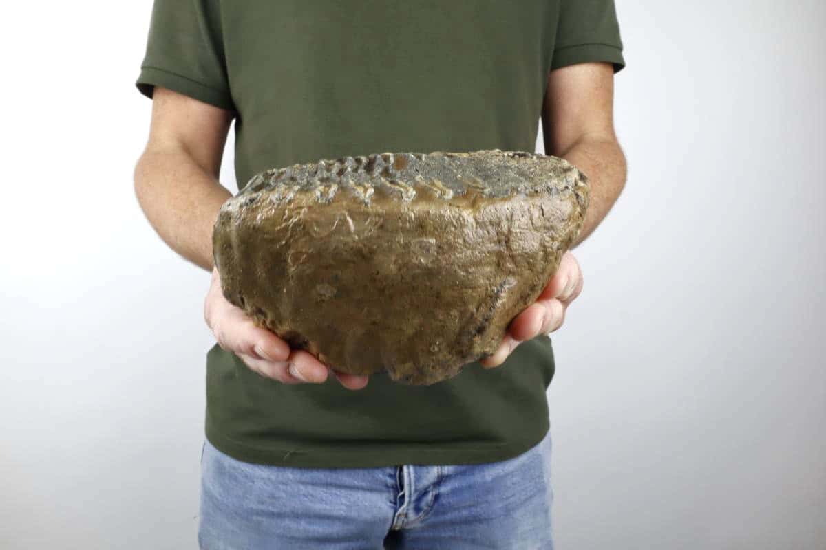 Tooth of a Southern Mammoth (17 cm) - Image 2