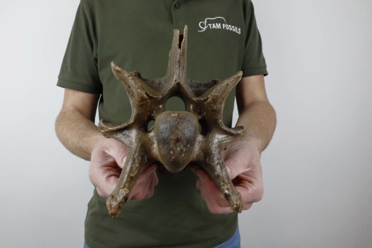 Cervical Vertebra of a Wisent (Bison priscus) (20,5 cm) - Image 2