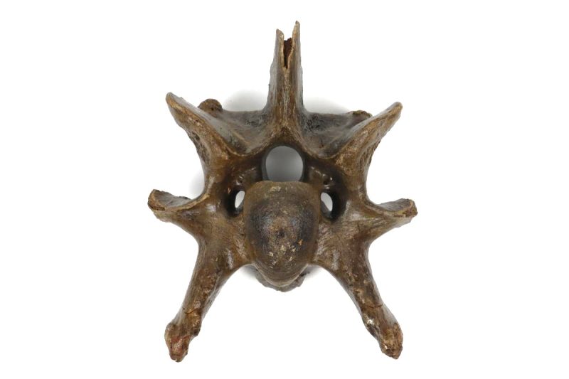 Cervical Vertebra of a Wisent (Bison priscus) (20,5 cm)