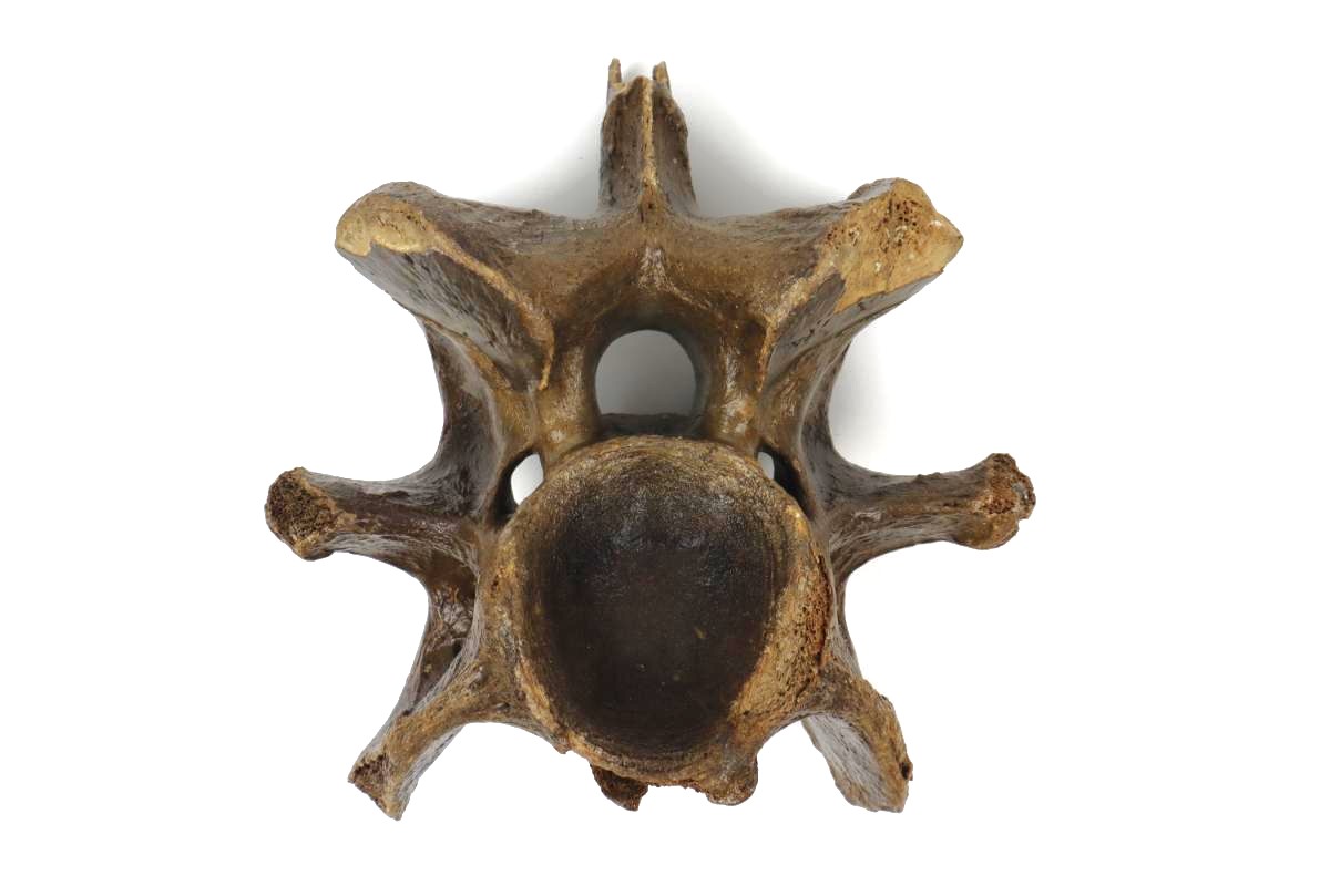 Cervical Vertebra of a Wisent (Bison priscus) (20,5 cm) - Image 3