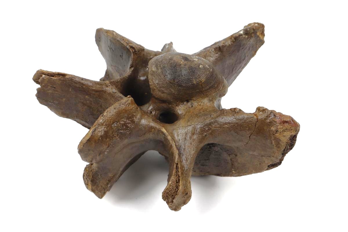 Cervical Vertebra of a Wisent (Bison priscus) (20,5 cm) - Image 4