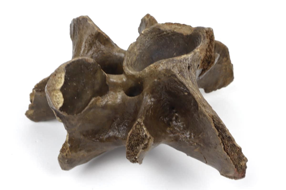 Cervical Vertebra of a Wisent (Bison priscus) (20,5 cm) - Image 5