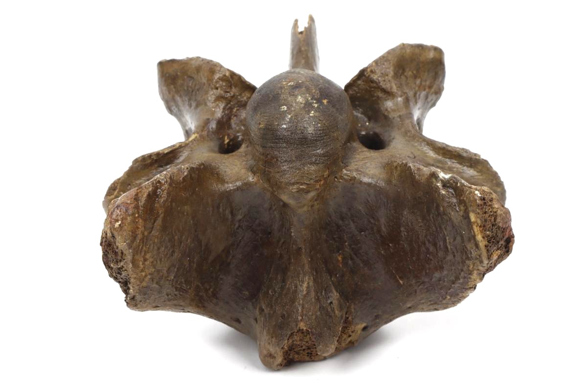 Cervical Vertebra of a Wisent (Bison priscus) (20,5 cm) - Image 6
