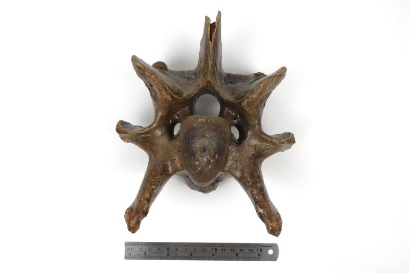 Cervical Vertebra of a Wisent (Bison priscus) (20,5 cm) - Image 7