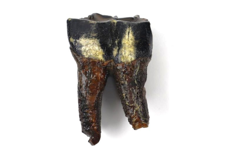 Tooth of a Woolly Rhinoceros (8,8 cm)