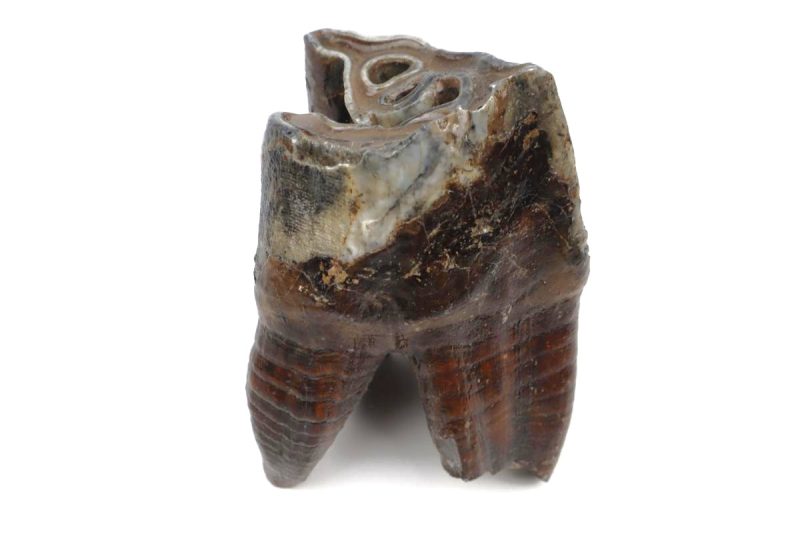 Tooth of a Woolly Rhinoceros (9,2 cm)