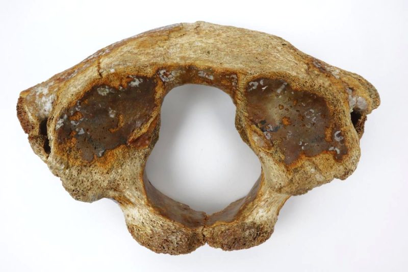 Atlas Vertebra of a Woolly Mammoth (25,5 cm)