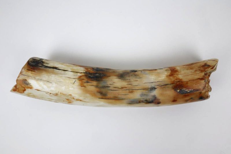 Tusk Part of a Woolly Mammoth (24 cm)