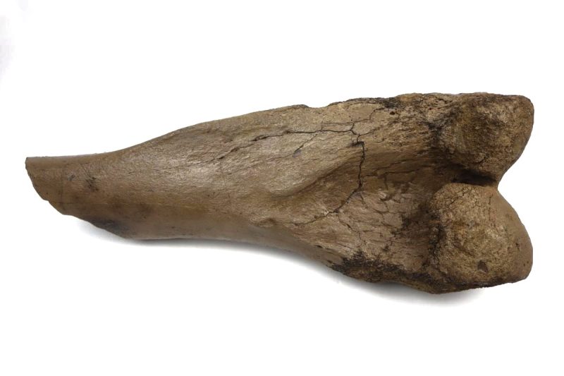 Femur of a Southern Mammoth (18,1 kg)