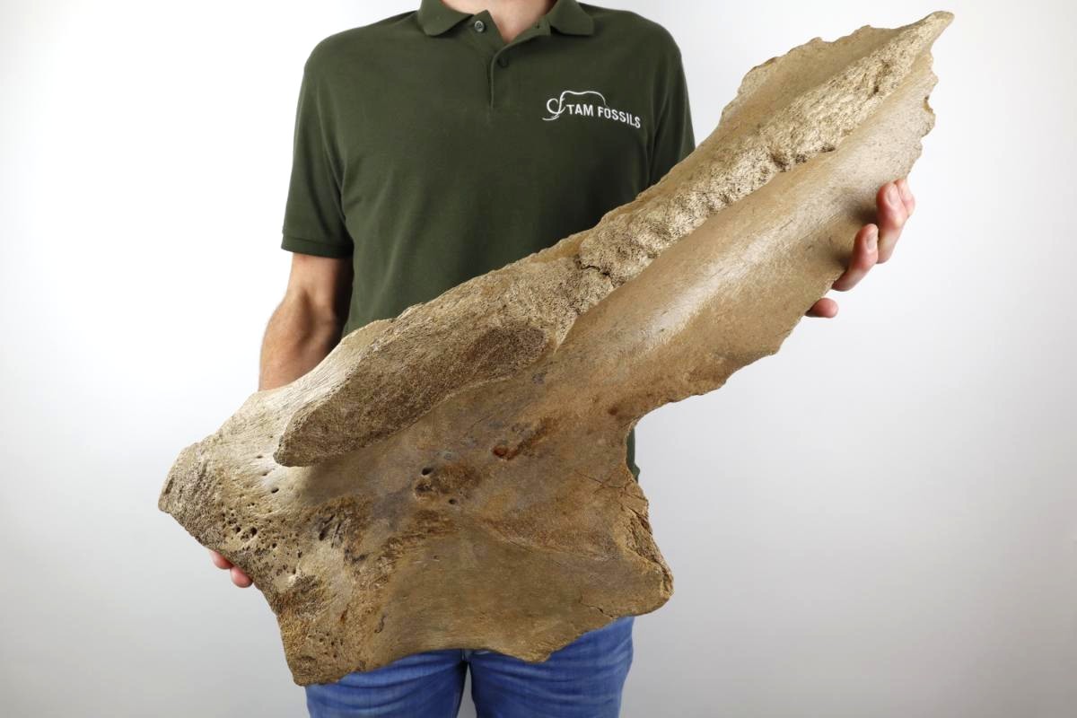 Scapula of a Woolly Mammoth (67 cm) - Image 2