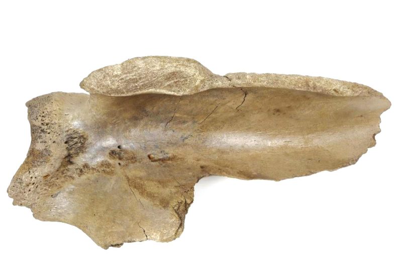 Scapula of a Woolly Mammoth (67 cm)