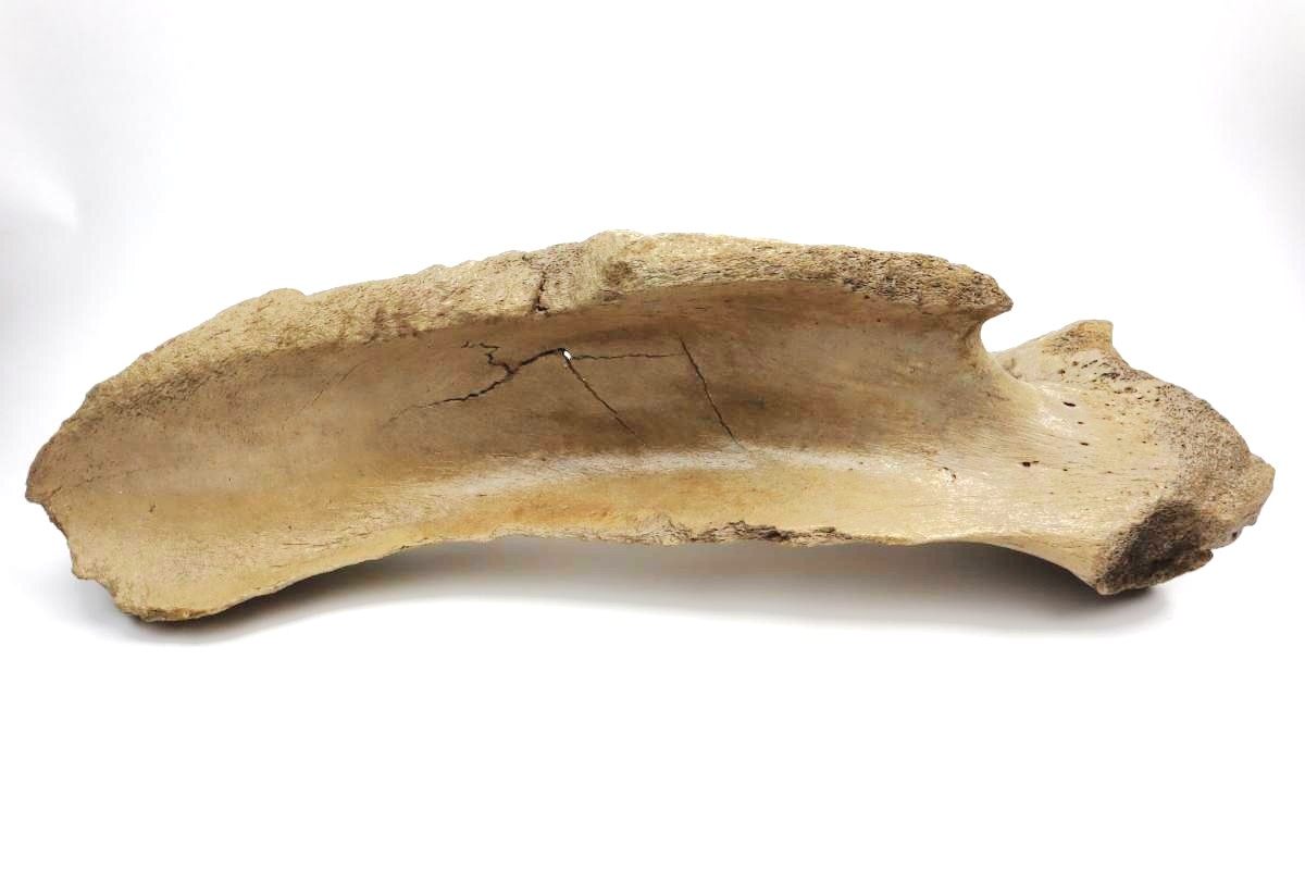 Scapula of a Woolly Mammoth (67 cm) - Image 5