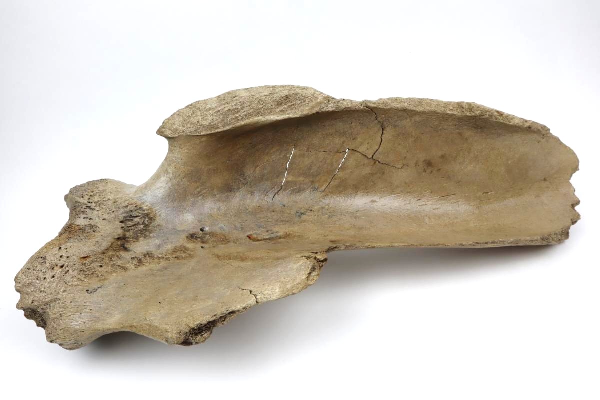 Scapula of a Woolly Mammoth (67 cm) - Image 4