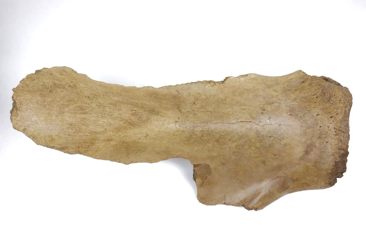 Scapula of a Woolly Mammoth (67 cm) - Image 3