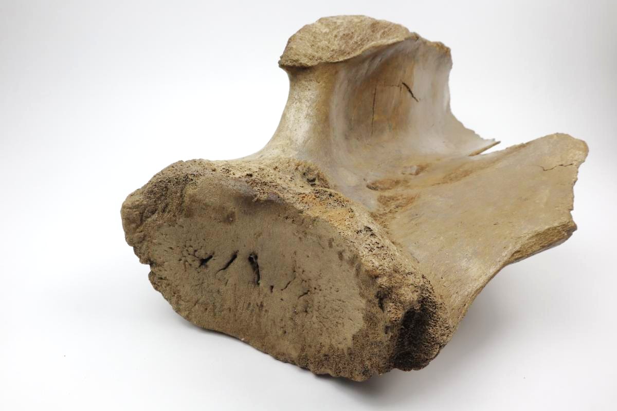 Scapula of a Woolly Mammoth (67 cm) - Image 6