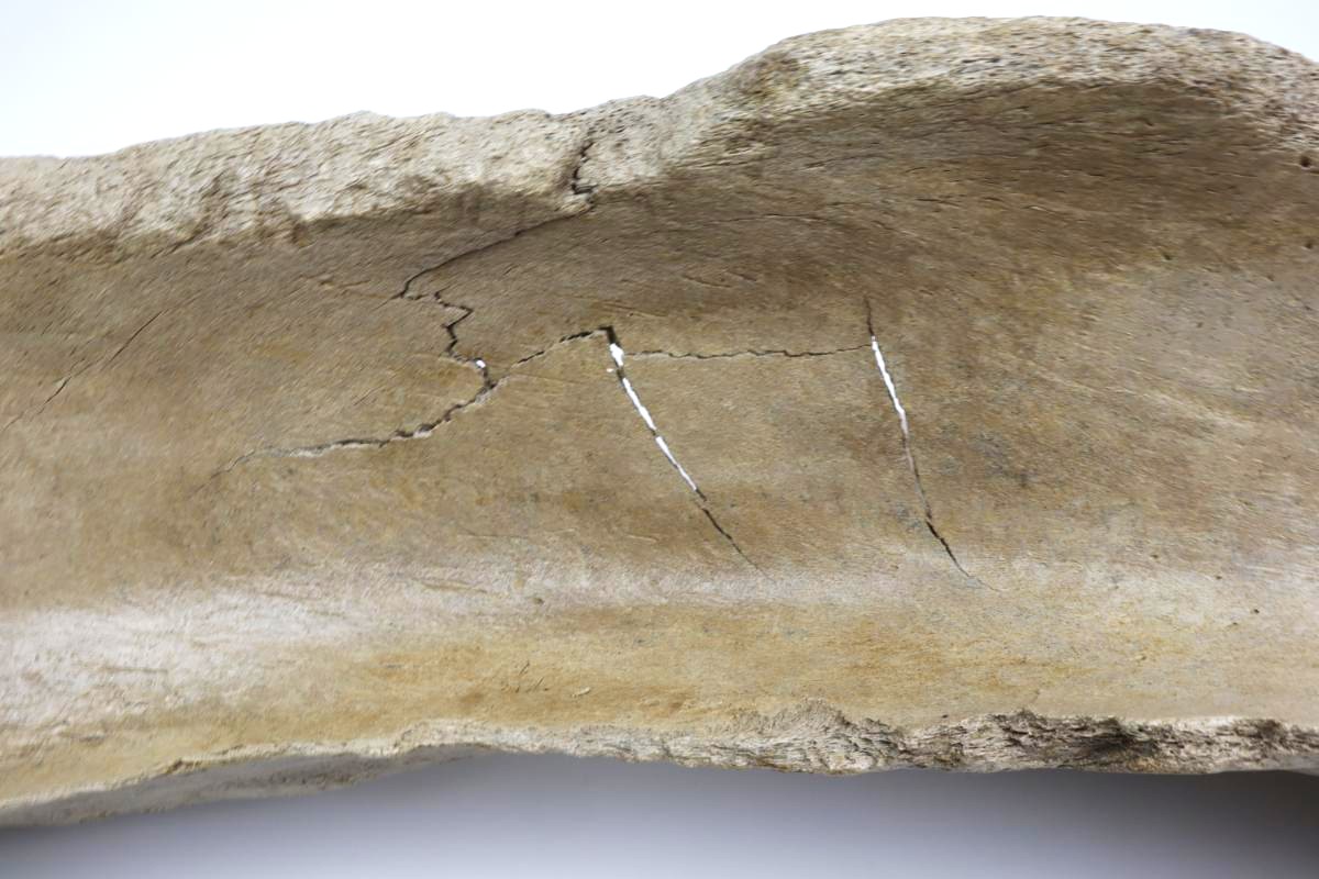Scapula of a Woolly Mammoth (67 cm) - Image 7