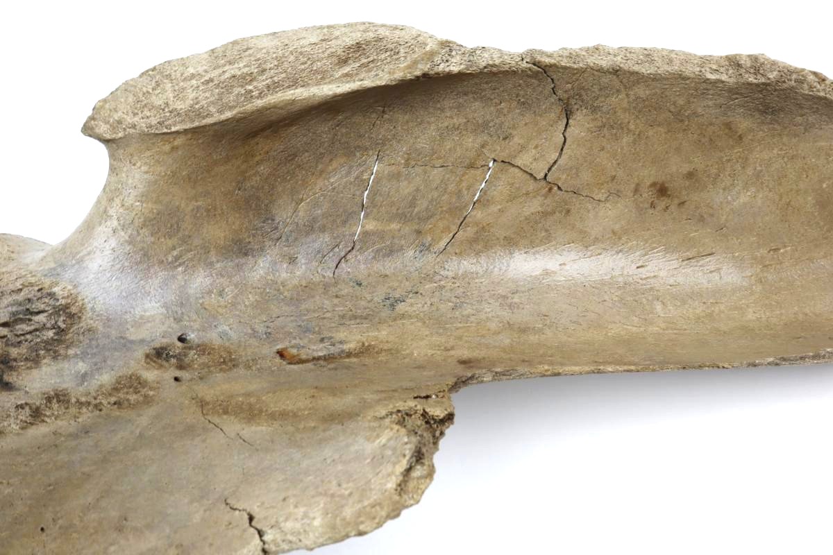 Scapula of a Woolly Mammoth (67 cm) - Image 8