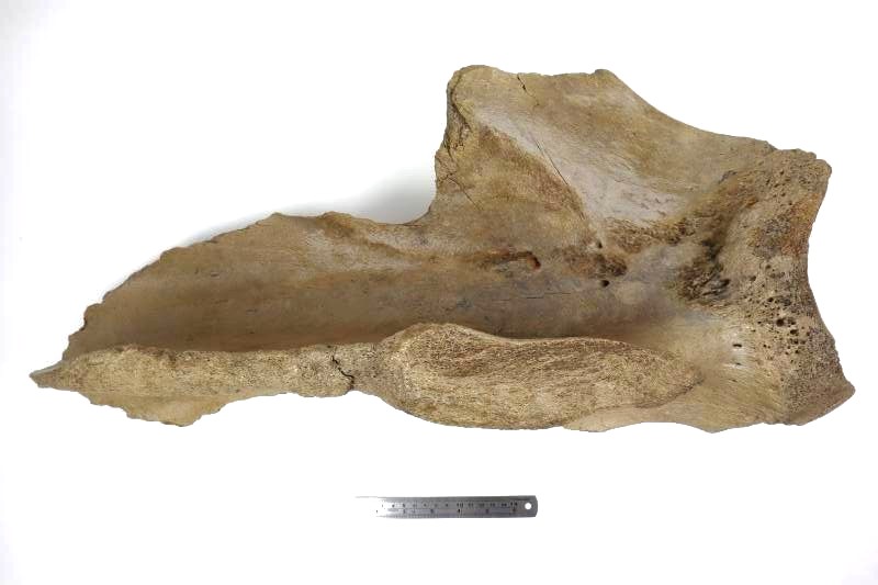 Scapula of a Woolly Mammoth (67 cm) - Image 9