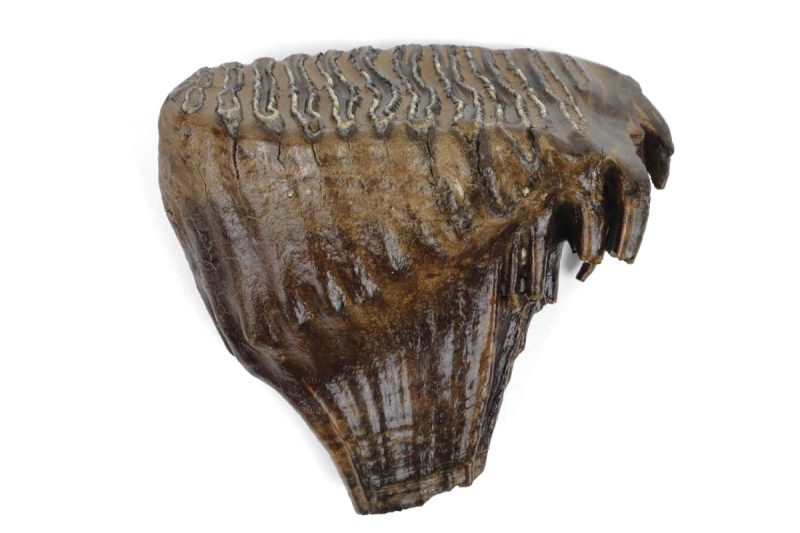 Tooth of a Woolly Mammoth (20 cm)