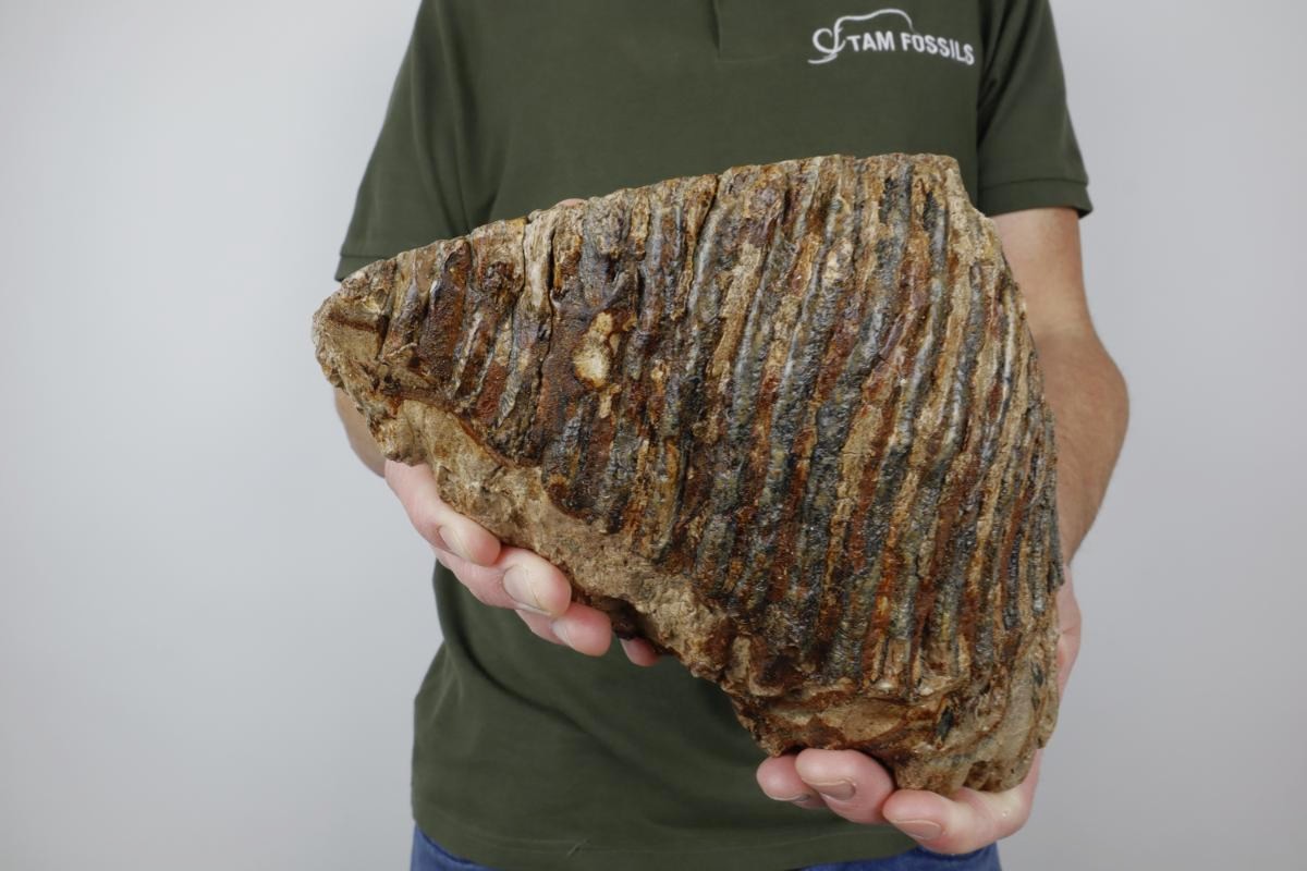 Tooth of a Woolly Mammoth (20 cm) - Image 2