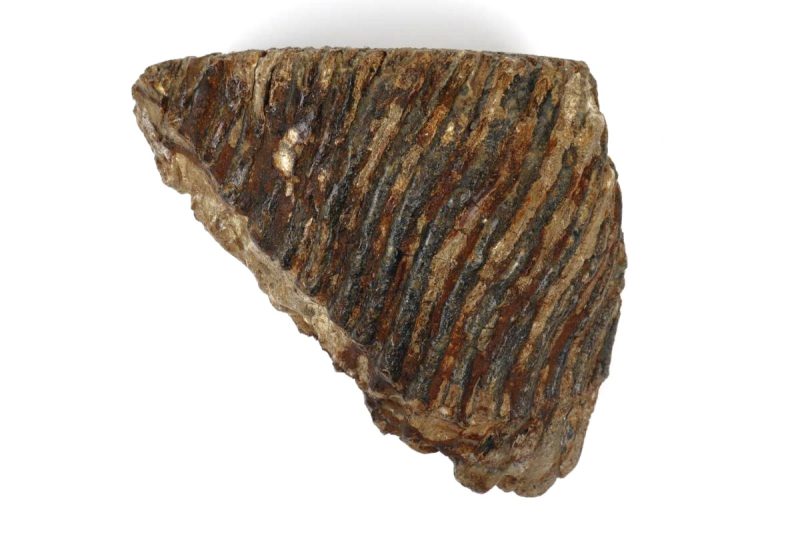 Tooth of a Woolly Mammoth (20 cm)