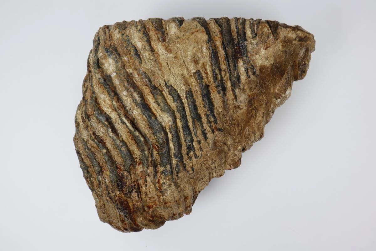 Tooth of a Woolly Mammoth (20 cm) - Image 3