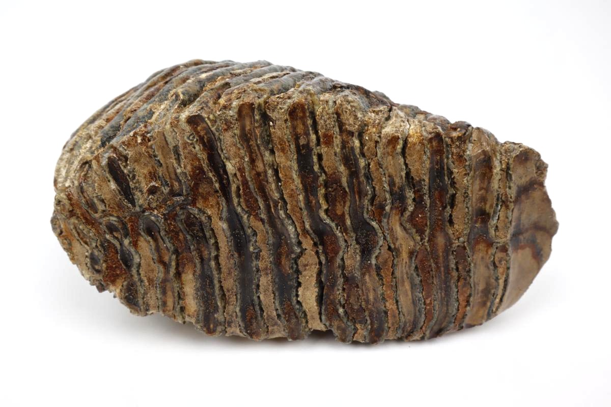 Tooth of a Woolly Mammoth (20 cm) - Image 4