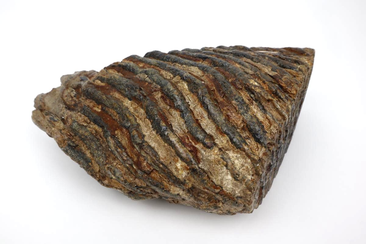 Tooth of a Woolly Mammoth (20 cm) - Image 5