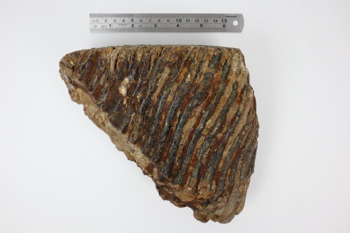 Tooth of a Woolly Mammoth (20 cm) - Image 7