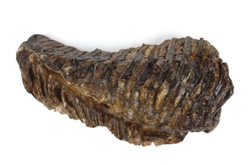 Tooth of a Woolly Mammoth (24 cm)