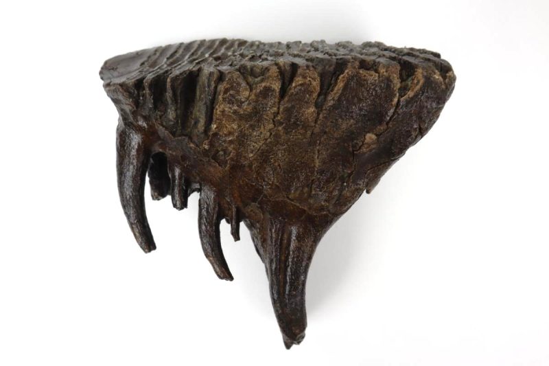 Tooth of a Woolly Mammoth (15 cm)