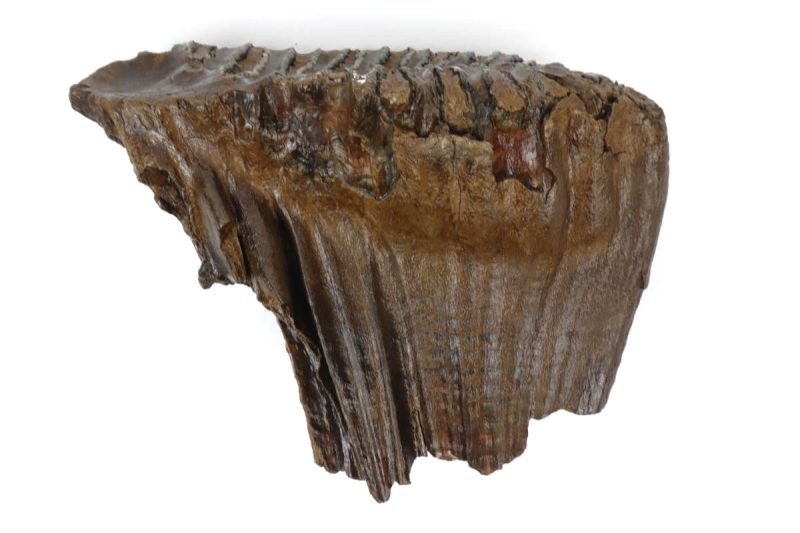 Tooth of a Woolly Mammoth (18 cm)