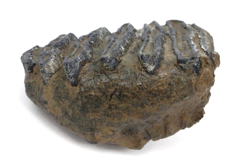 Tooth of a Southern Mammoth (14 cm)