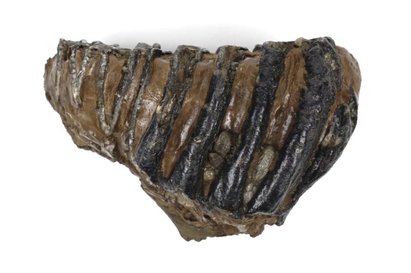 Tooth of a Southern Mammoth (15 cm)