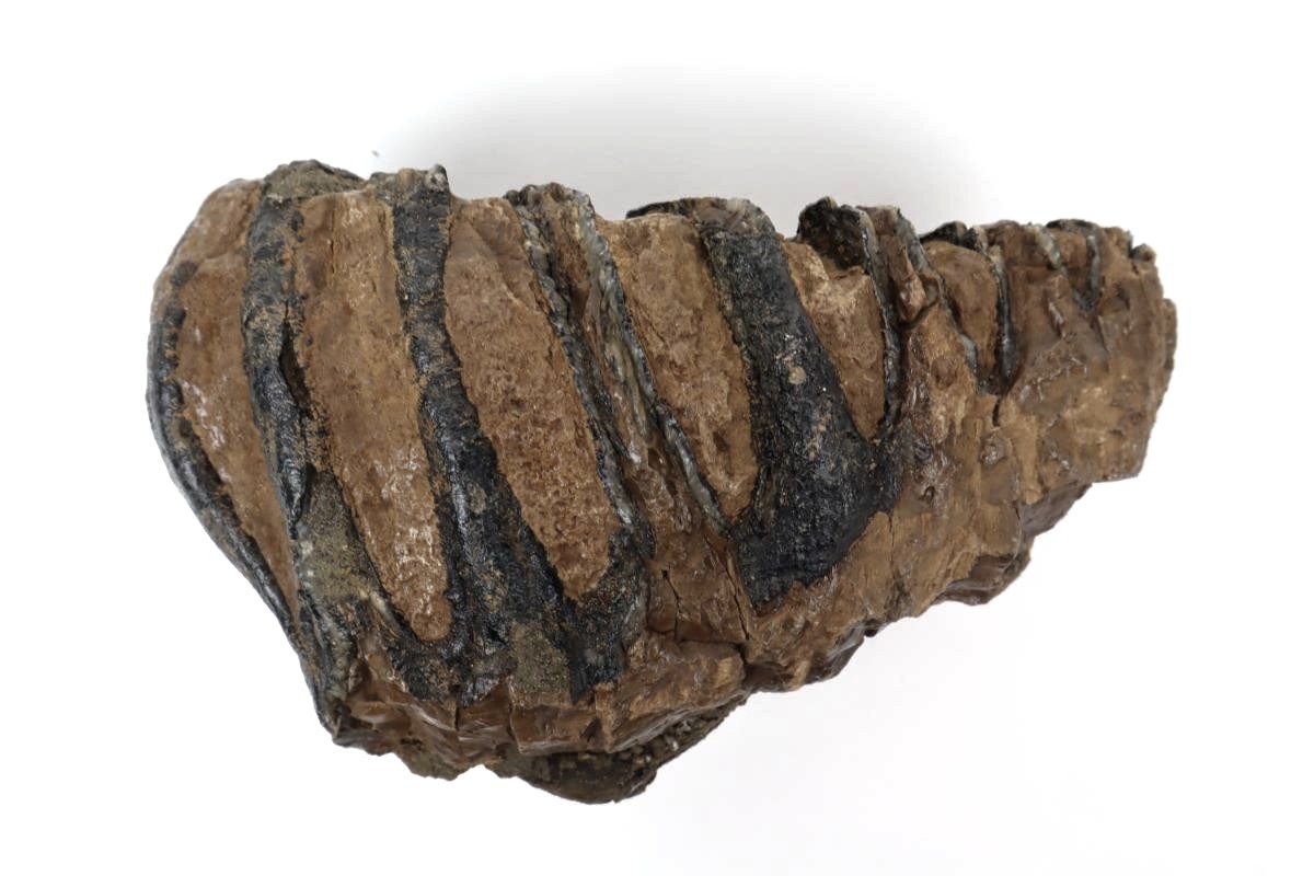 Tooth of a Southern Mammoth (15 cm) - Image 2
