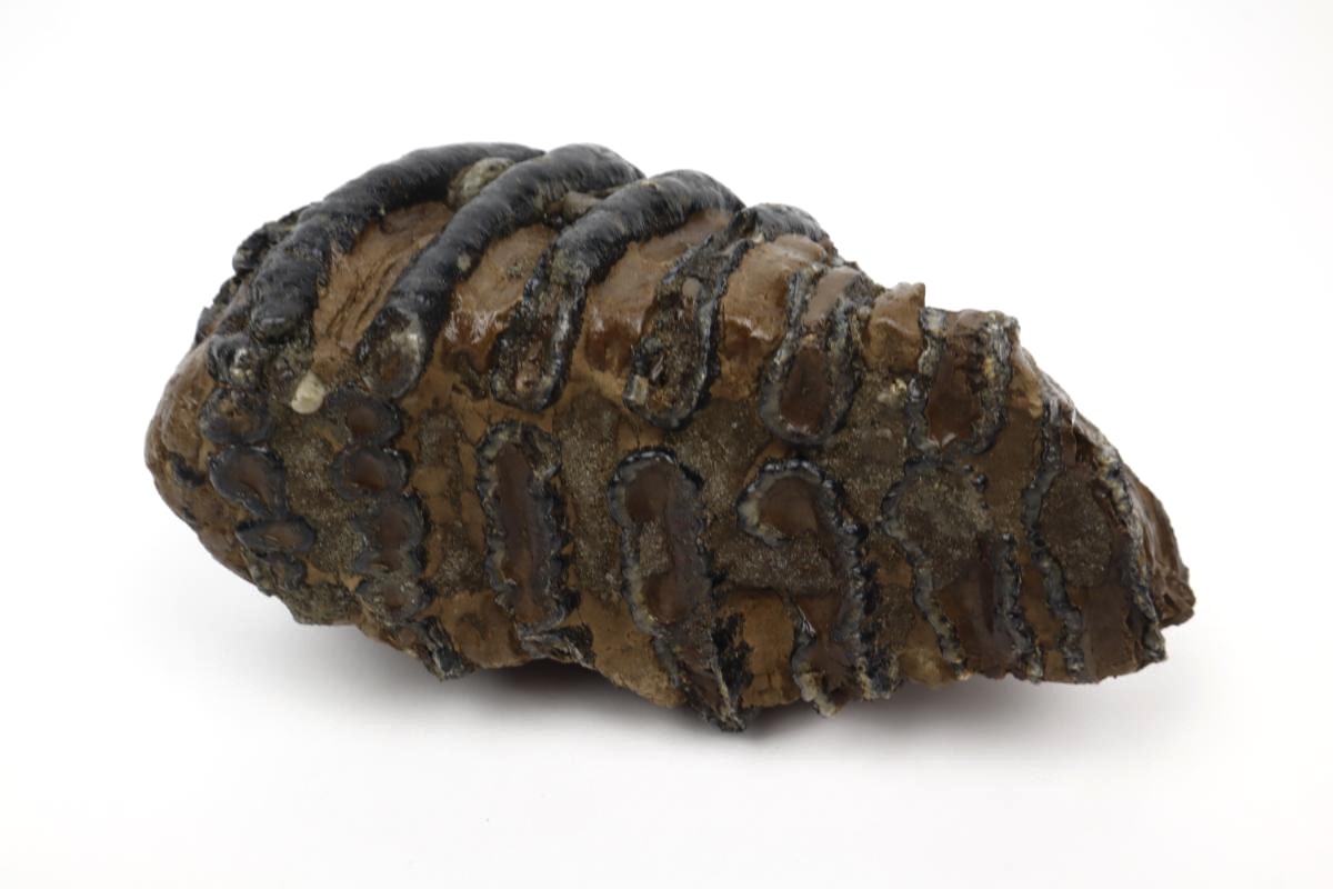 Tooth of a Southern Mammoth (15 cm) - Image 3