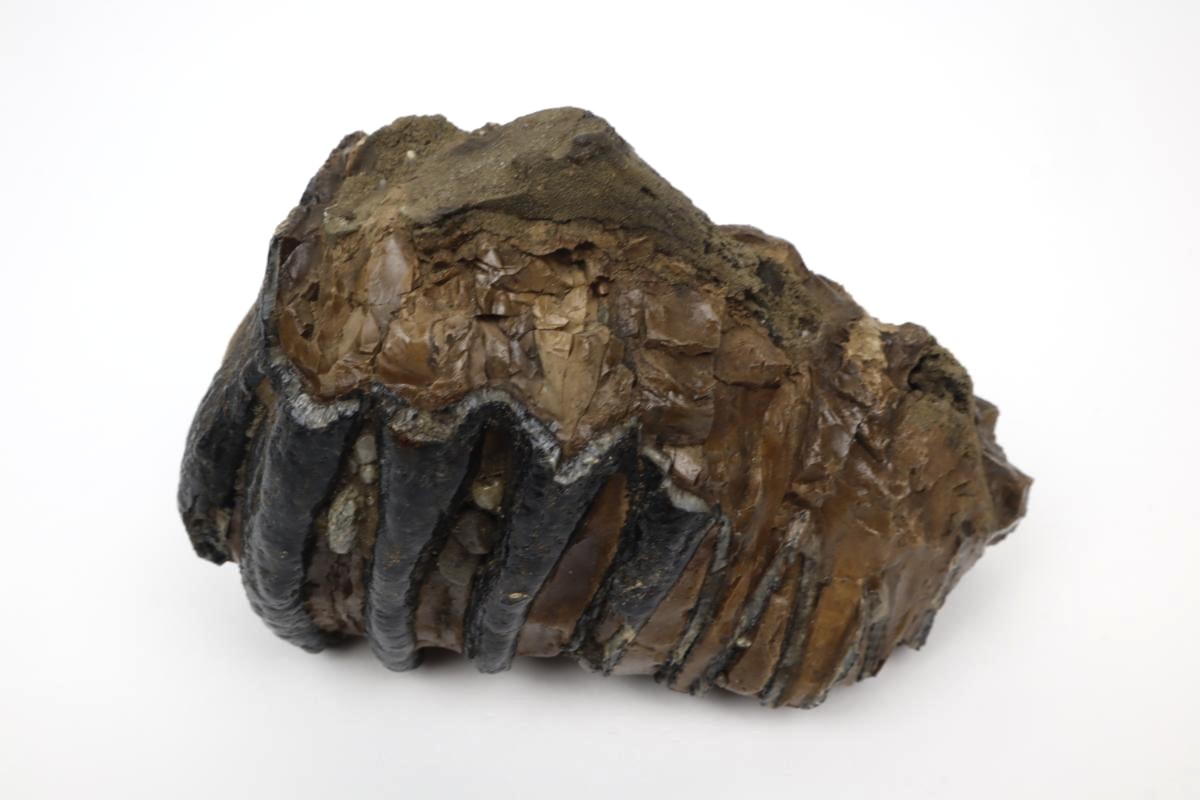 Tooth of a Southern Mammoth (15 cm) - Image 4