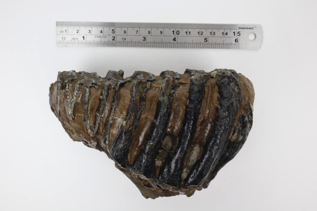 Tooth of a Southern Mammoth (15 cm) - Image 5