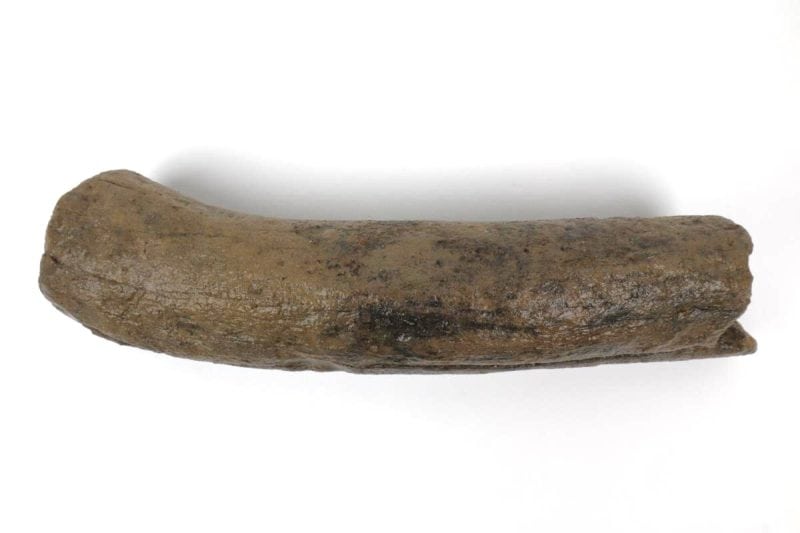 Partial Antler of an Alces latifrons (25 cm)