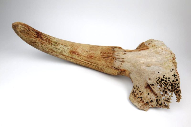Partial Skull of a Wisent (Bison priscus) (101 cm)