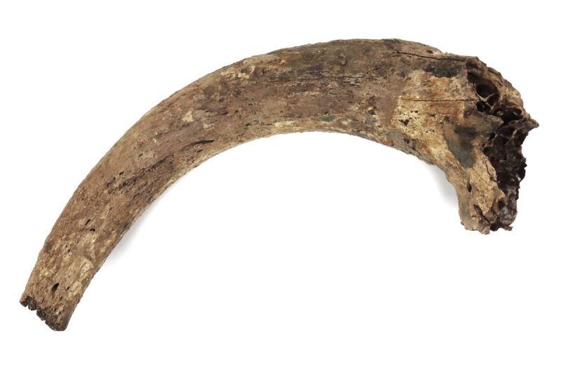 Large Hornpit of an Aurochs (95 cm)