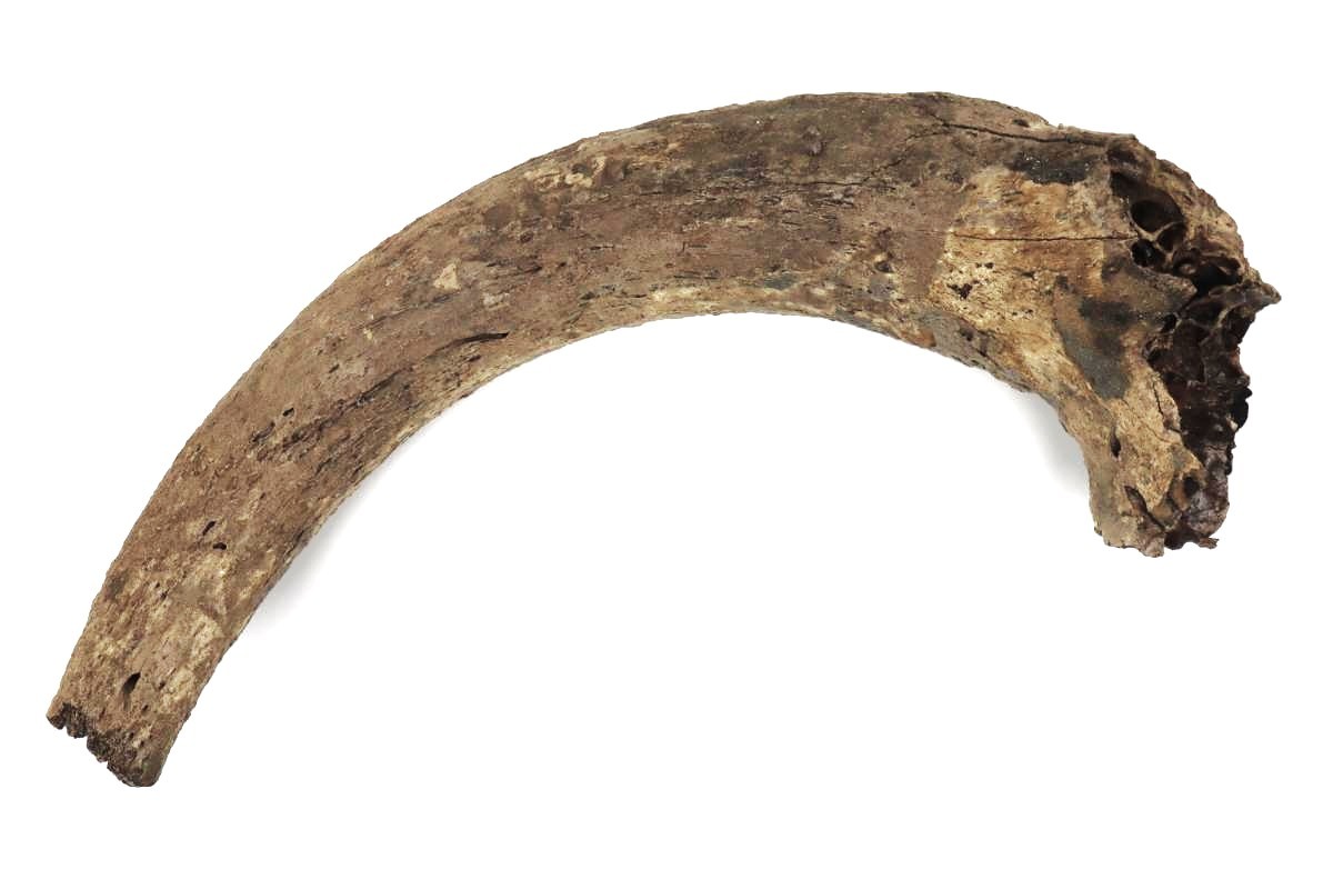 Large Hornpit of an Aurochs (95 cm)