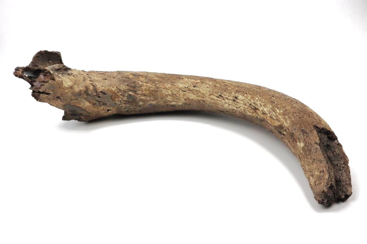 Large Hornpit of an Aurochs (95 cm) - Image 5