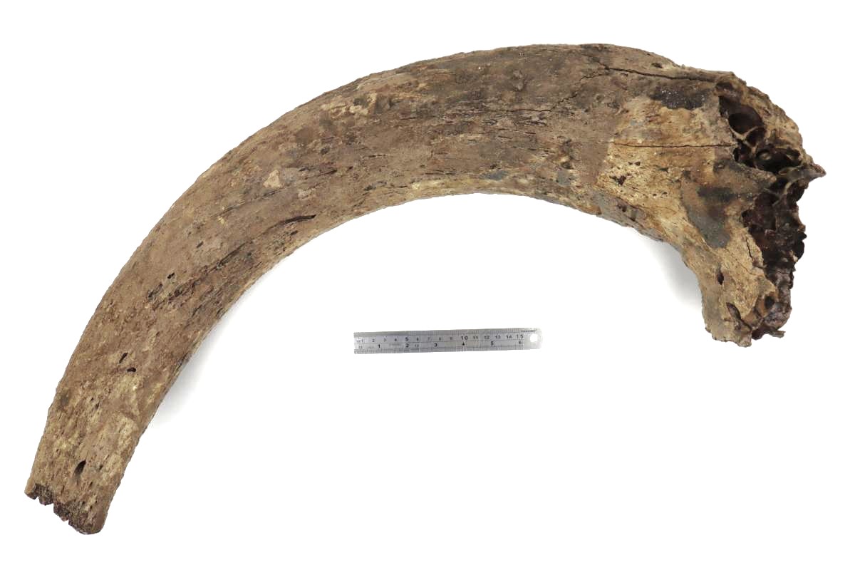 Large Hornpit of an Aurochs (95 cm) - Image 8