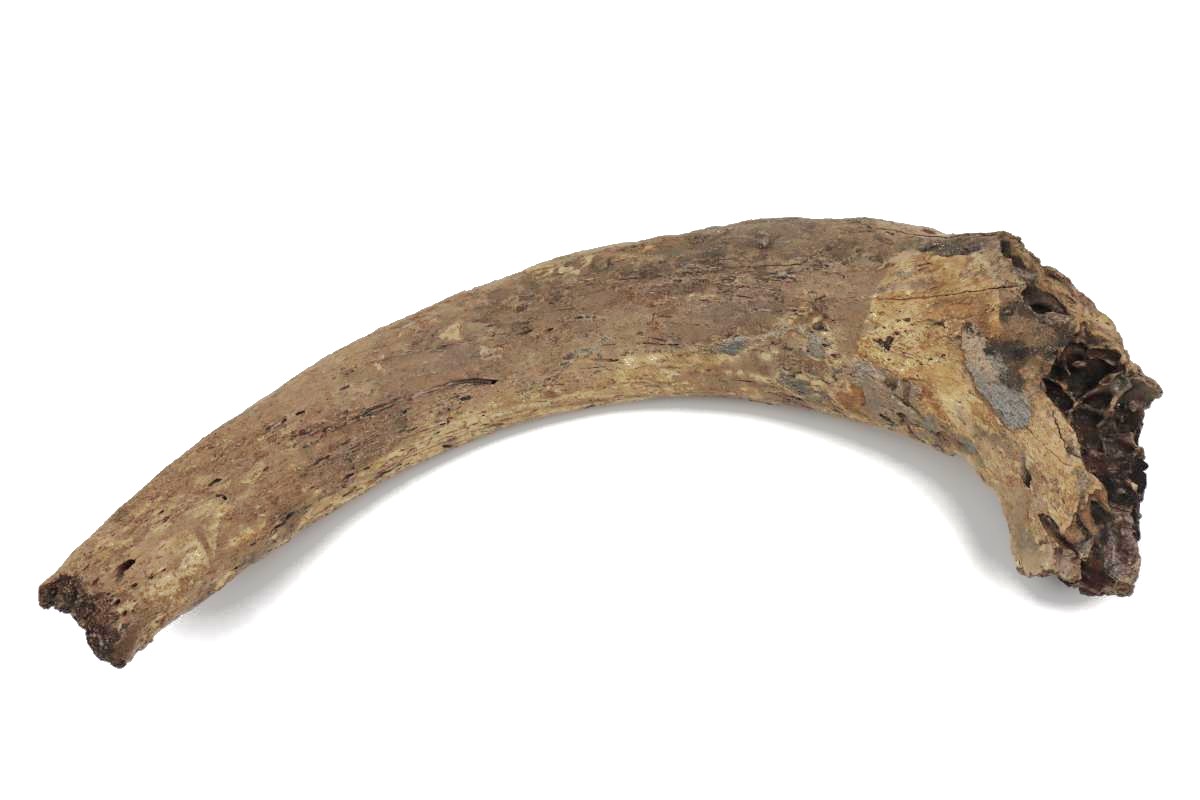 Large Hornpit of an Aurochs (95 cm) - Image 6