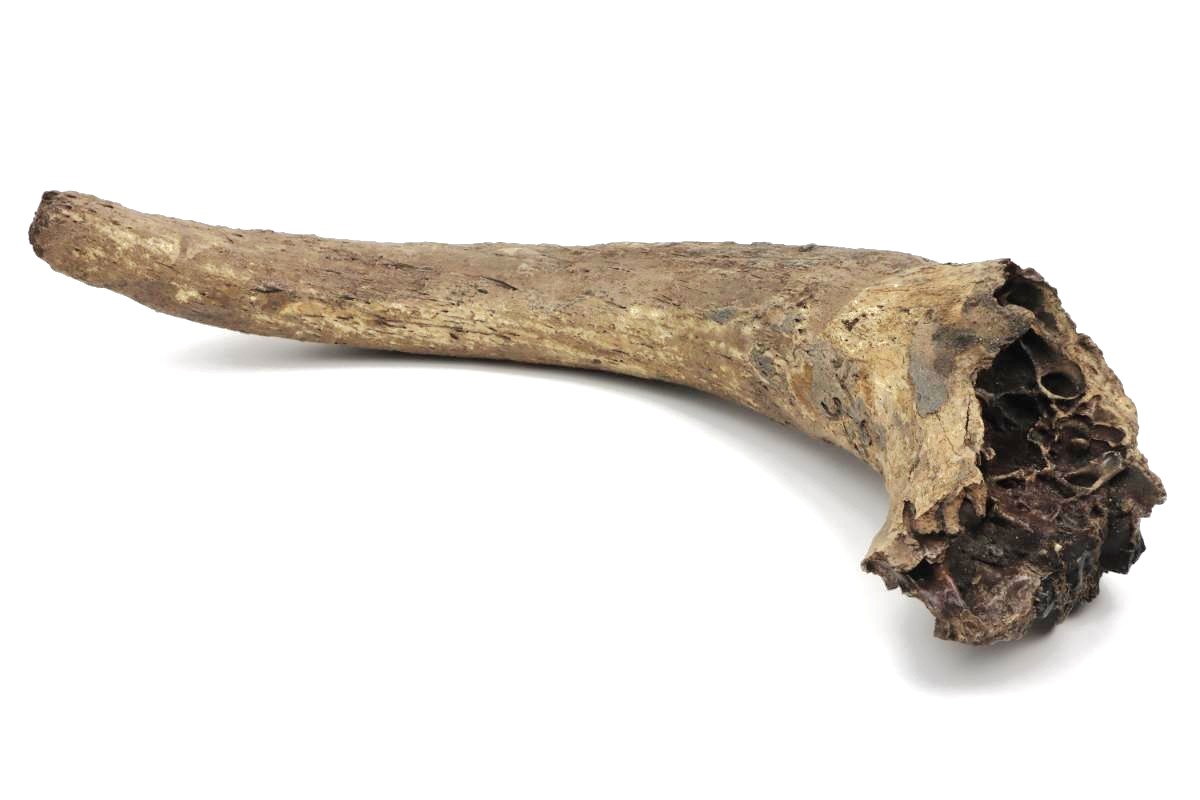 Large Hornpit of an Aurochs (95 cm) - Image 4