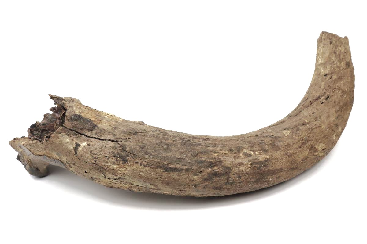 Large Hornpit of an Aurochs (95 cm) - Image 7
