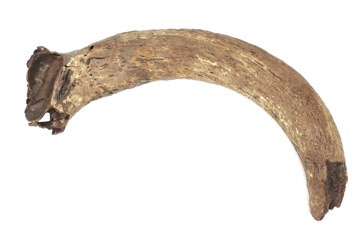 Large Hornpit of an Aurochs (95 cm) - Image 3